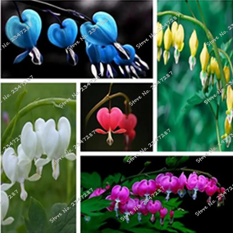 100 /pack Dicentra Spectabilis , bellorchid lily , Heart classic cottage garden plant, heart-shaped flowers
100 /pack Dicentra Spectabilis , bellorchid lily , Heart classic cottage garden plant, heart-shaped flowers
