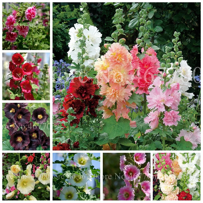 200 Pcs/ Bag Rare Hollyhock Flower Bonsai Alcea Rosea Flore Plants Home Garden Outdoor Mixed Color Indoor Blooming Plant
200 Pcs/ Bag Rare Hollyhock Flower Bonsai Alcea Rosea Flore Plants Home Garden Outdoor Mixed Color Indoor Blooming Plant