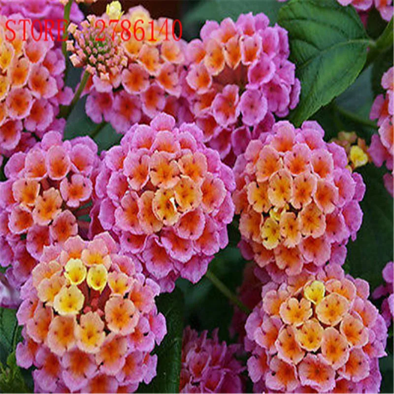 20pcs lantana camara flower bonsairare perennial herb gorgeous plants for home garden potted ornamental potted plants.
20pcs lantana camara flower bonsairare perennial herb gorgeous plants for home garden potted ornamental potted plants.