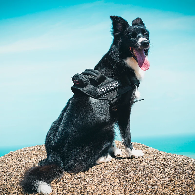 OneTigris Tactical Dog Training Vest Handled Dog Harness With Poop Bag Pouch Service Dog Vest Loop on Sides for ID Patch
OneTigris Tactical Dog Training Vest Handled Dog Harness With Poop Bag Pouch Service Dog Vest Loop on Sides for ID Patch