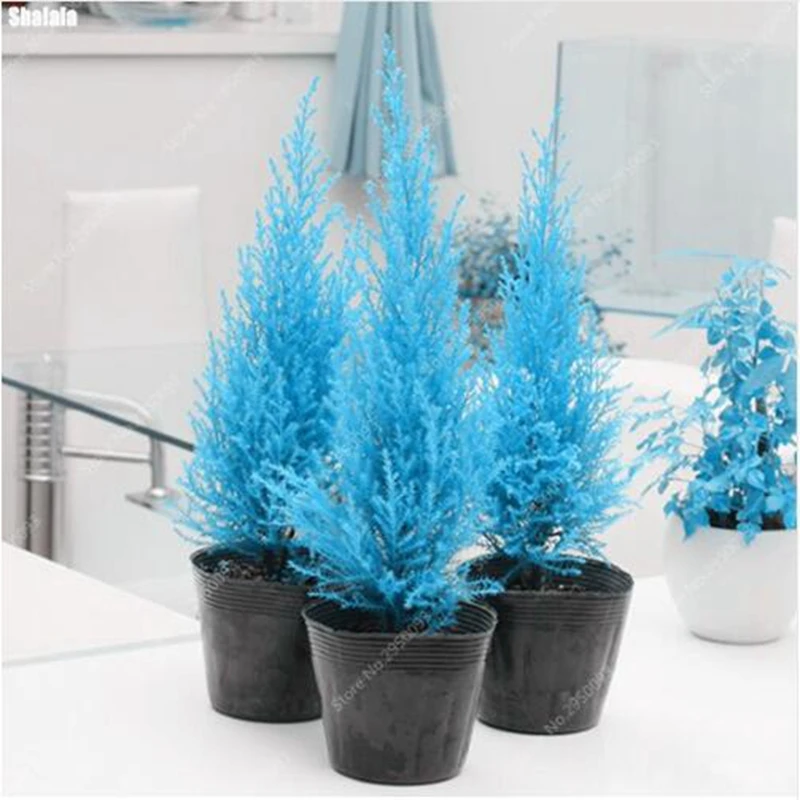 100 Pcs Bonsai Blue Cypress Trees Rare Outdoor Platycladus Orientalis Oriental Arborvitae Conifer For Diy Home Garden Plants
100 Pcs Bonsai Blue Cypress Trees Rare Outdoor Platycladus Orientalis Oriental Arborvitae Conifer For Diy Home Garden Plants