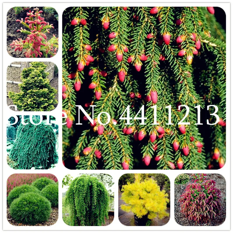 30Pcs Climbing Spruce plants Pine Tree plants In Pot Bonsai Courtyard Garden Flower Pots Planters Natural Growth for Home Garden
30Pcs Climbing Spruce plants Pine Tree plants In Pot Bonsai Courtyard Garden Flower Pots Planters Natural Growth for Home Garden