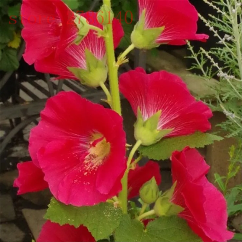 100 Pcs Hot Hollyhock bonsai (Alcea Rosea 'Nigra') Mixed Color Flower Outdoor Potted Plant For Garden Home Beautifying Decor
100 Pcs Hot Hollyhock bonsai (Alcea Rosea 'Nigra') Mixed Color Flower Outdoor Potted Plant For Garden Home Beautifying Decor