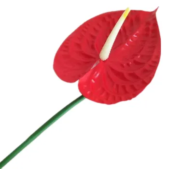 100pcs Plastic Red Anthurium Flower Artificial Red Lily Flowers for Christmas Party Home Floral Decoration
100pcs Plastic Red Anthurium Flower Artificial Red Lily Flowers for Christmas Party Home Floral Decoration