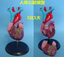 1X1 human model Cardiovascular simulation model Anatomical Arterial venous circulation free shipping
1X1 human model Cardiovascular simulation model Anatomical Arterial venous circulation free shipping
