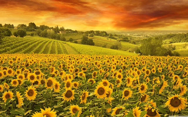 Italian Hills Landscape Sunflower Art SILK POSTER Decorative Wall painting 24x36inch
Italian Hills Landscape Sunflower Art SILK POSTER Decorative Wall painting 24x36inch