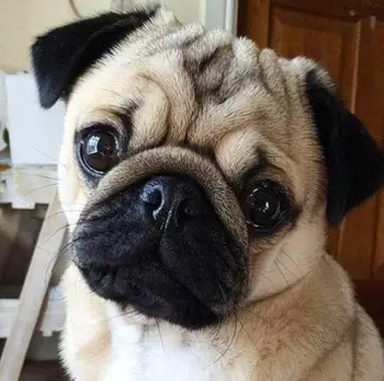 3D DIY Round Diamond Painting Pug Dog Animals Embroidery Full Square Diamond Painting Cross Stitch Rhinestone Mosaic Painting
3D DIY Round Diamond Painting Pug Dog Animals Embroidery Full Square Diamond Painting Cross Stitch Rhinestone Mosaic Painting