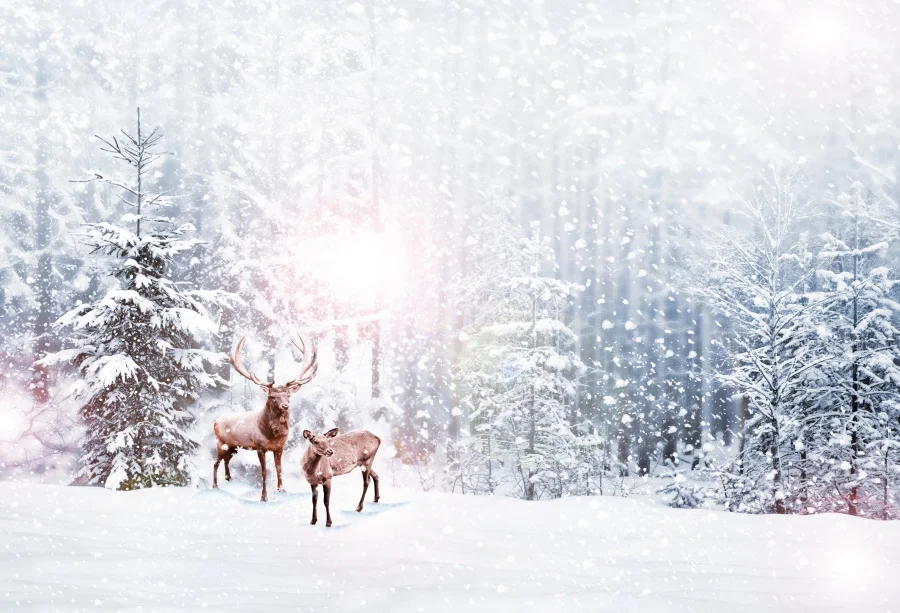 Laeacco Winter Photography Backgrounds Snow Forest Deer Sunshine Scene Baby Customized Photographic Backdrops For Photo Studio
Laeacco Winter Photography Backgrounds Snow Forest Deer Sunshine Scene Baby Customized Photographic Backdrops For Photo Studio