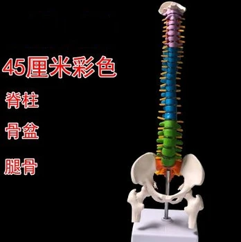 45cm Human spine mannequin 1:1 adult orthopedic exercise spine model / cervical vertebrae lumbar human color mannequin A263
45cm Human spine mannequin 1:1 adult orthopedic exercise spine model / cervical vertebrae lumbar human color mannequin A263
