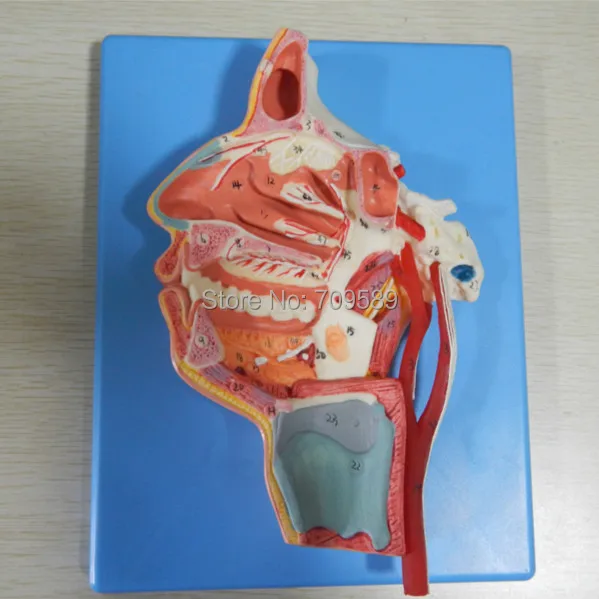 ISO Advanced Head Model, Mouth, Nose, Pharynx and larynx with Vessels and Nerves, Anatomy model
ISO Advanced Head Model, Mouth, Nose, Pharynx and larynx with Vessels and Nerves, Anatomy model