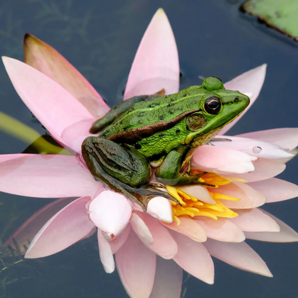Frog Icon Home Decor DIY Diamond Painting Cross Stitch Flowers Crystal Full Square Drill Mosaic Diamond Embroidery Painting H827
Frog Icon Home Decor DIY Diamond Painting Cross Stitch Flowers Crystal Full Square Drill Mosaic Diamond Embroidery Painting H827