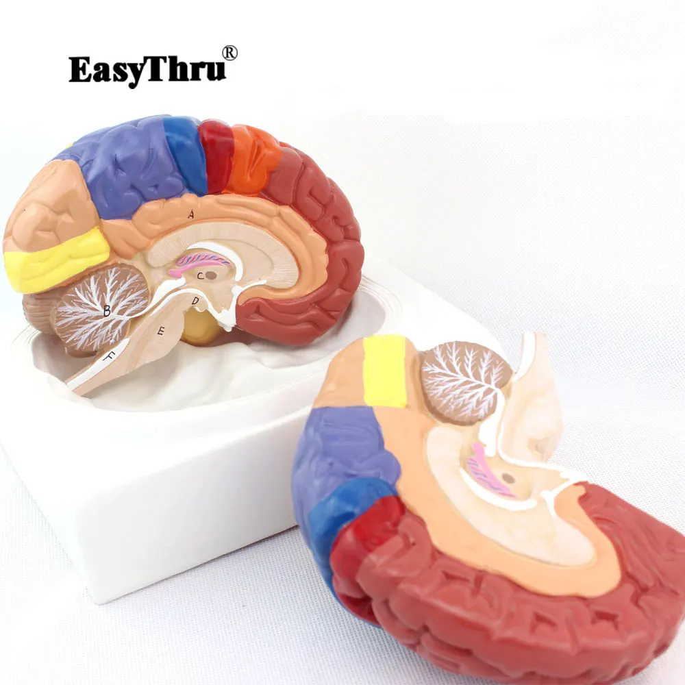 High Definition High-quality Medical head Function Zone Model head Anatomical Model Cortical Layer Partition Model 1:1 design
High Definition High-quality Medical head Function Zone Model head Anatomical Model Cortical Layer Partition Model 1:1 design