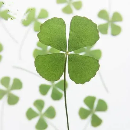 10pcs/lot Four Leaf Clover Specimen Dried Flower Accessories for DIY Candle Making
10pcs/lot Four Leaf Clover Specimen Dried Flower Accessories for DIY Candle Making