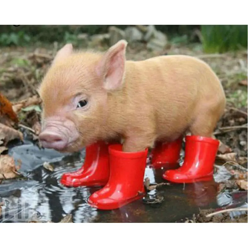 5D DIY Diamond Painting Cross Stitch picture diamond Embroidery mosaic pig icon Red boots Full square Rhinestone needlework
5D DIY Diamond Painting Cross Stitch picture diamond Embroidery mosaic pig icon Red boots Full square Rhinestone needlework