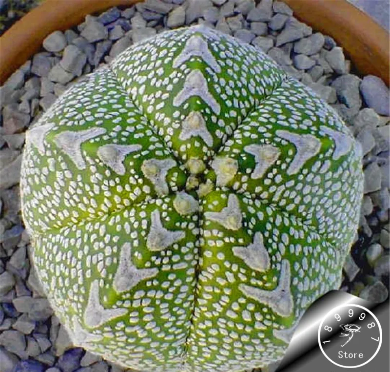 Big Promotion!Semillas De Flores 100 garden/Lot Succulents Raw Stone Cactus bonsai Stems Tetragonia Potted Flowers Fleshy,#8IYHO
Big Promotion!Semillas De Flores 100 garden/Lot Succulents Raw Stone Cactus bonsai Stems Tetragonia Potted Flowers Fleshy,#8IYHO
