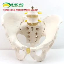 Male pelvis model two lumbar spine hip sacrum coccyx skeletal human skeleton model
Male pelvis model two lumbar spine hip sacrum coccyx skeletal human skeleton model