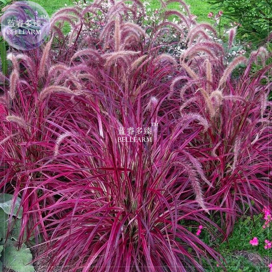 Plants & Seedlings 20 seeds Pennisetum setaceum RED FOUNTAIN GRASS
