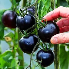 ขายร้อน! สีดำช้างสวนมะเขือเทศมะ(China)