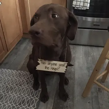 Rustic Pet Sign for Has anyone seen the rings Engagement Photography,wood signs,wedding props,Dog wedding save the date sign
Rustic Pet Sign for Has anyone seen the rings Engagement Photography,wood signs,wedding props,Dog wedding save the date sign