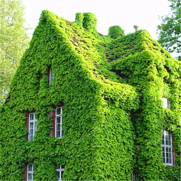 Free Shipping 500pcs Boston Blue Ivy plants Rare And Original Japanese Creeper bonsai Anti-radiation Diy For Home garden
Free Shipping 500pcs Boston Blue Ivy plants Rare And Original Japanese Creeper bonsai Anti-radiation Diy For Home garden