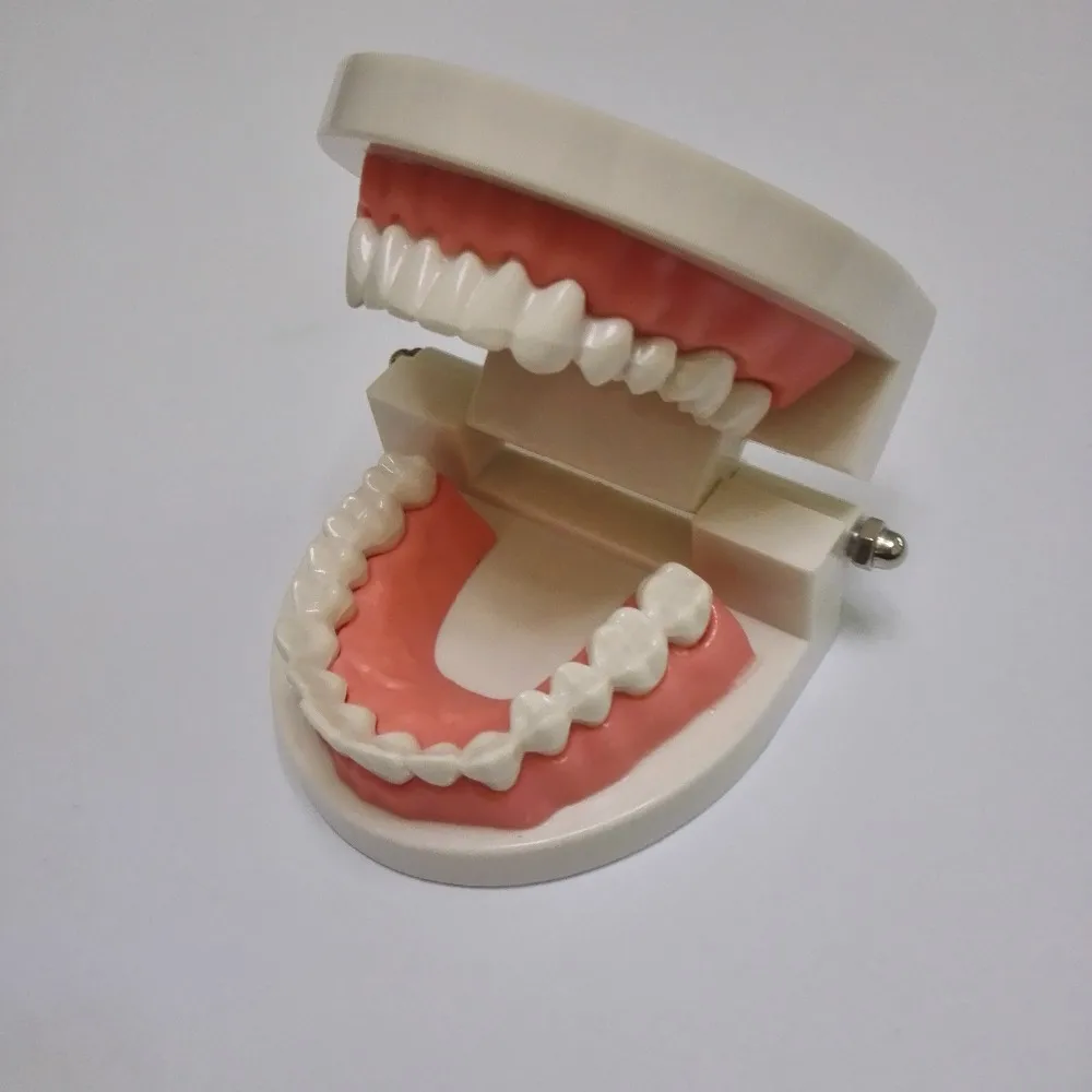 1 pc Dental Teeth Model for Oral Teaching and Teeth-brushing Demonstration Dentist Lab Equipment
1 pc Dental Teeth Model for Oral Teaching and Teeth-brushing Demonstration Dentist Lab Equipment