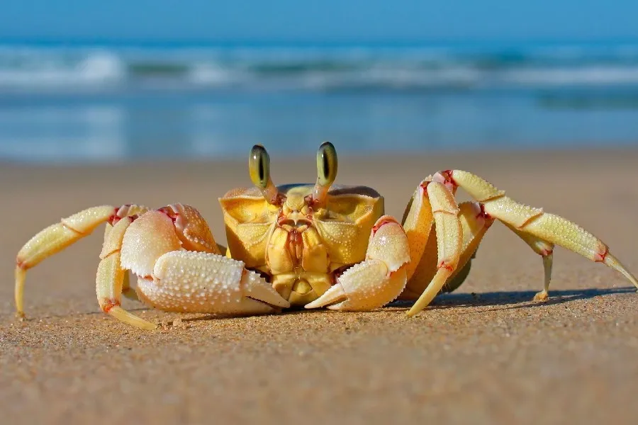DIY frame crab sea sand beach Animal Poster Fabric Silk Poster Print Great Pictures On The Wall For Home Decoration IRR008
DIY frame crab sea sand beach Animal Poster Fabric Silk Poster Print Great Pictures On The Wall For Home Decoration IRR008