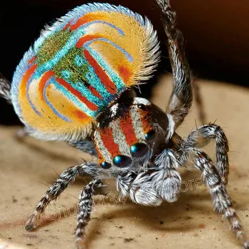 ArtBack 5D DIY Diamond Embroidery Coloured spider Diamond Painting Cross Stitch Rhinestone Mosaic Decoration
ArtBack 5D DIY Diamond Embroidery Coloured spider Diamond Painting Cross Stitch Rhinestone Mosaic Decoration