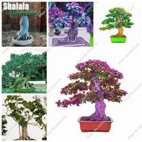 Evergreen-Ficus-Religiosa-Seeds-5pcs-Outdoor-Garden-Perennial-Sacred-Fig-Seeds-Colorful-Bodhi-Tree-Seeds-Easy.jpg_200x200