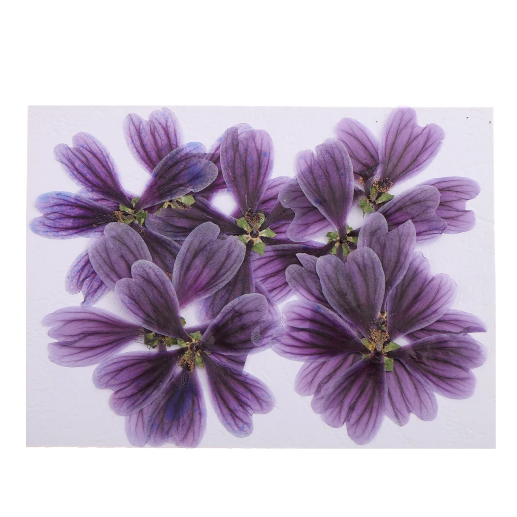 10pcs Natural Dried Pressed Lace Flower Head for Phone Case Decoration 3-5cm Making Craft DIY Accessories Epoxy Resin Pendant
10pcs Natural Dried Pressed Lace Flower Head for Phone Case Decoration 3-5cm Making Craft DIY Accessories Epoxy Resin Pendant