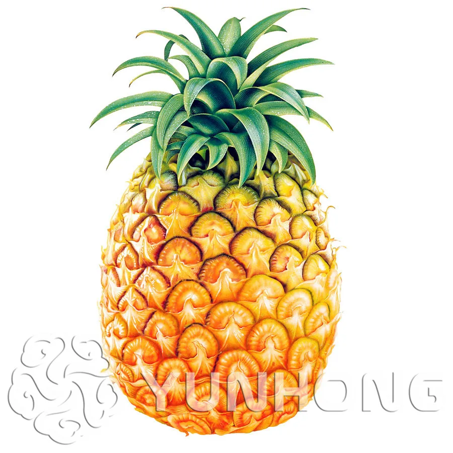Free Shipping 100pcs Pineapple Tree Bonsai Delicious King Of Miracle Fruit Bonsai Big Outdoor Garden Plants Sementes * Tropic
Free Shipping 100pcs Pineapple Tree Bonsai Delicious King Of Miracle Fruit Bonsai Big Outdoor Garden Plants Sementes * Tropic