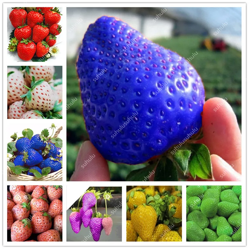 1000 pcs Rare strawberry plants, giant strawberry Organic fruit flores vegetables Non-GMO bonsai pot for home garden planta
1000 pcs Rare strawberry plants, giant strawberry Organic fruit flores vegetables Non-GMO bonsai pot for home garden planta