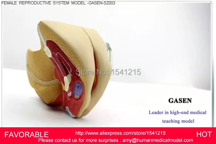 LIFE SIZE ANATOMY AND BIOLOGY EDUCATION FEMALE PERINEUM,MALE PERINEUM ANATOMY MODEL, ANATOMY PERINEUM MODEL-GASEN-SZ003
LIFE SIZE ANATOMY AND BIOLOGY EDUCATION FEMALE PERINEUM,MALE PERINEUM ANATOMY MODEL, ANATOMY PERINEUM MODEL-GASEN-SZ003