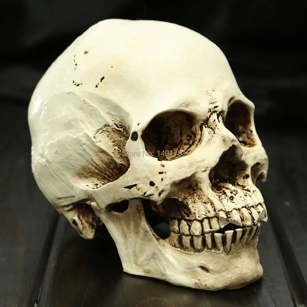TAKAGISM game Door&Rooms supply Real life escape room game props decorate Resin White Head Skull Model Halloween Props
TAKAGISM game Door&Rooms supply Real life escape room game props decorate Resin White Head Skull Model Halloween Props