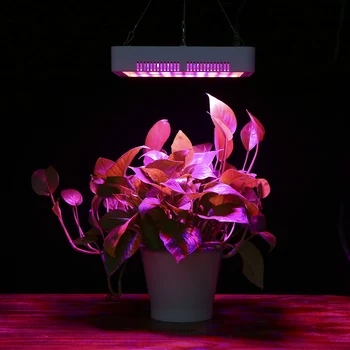 300W LED Plant Growth Light 100 LED Dimmable LED Grow Lamp for Greenhouse Balcony Plant Factory Farm
300W LED Plant Growth Light 100 LED Dimmable LED Grow Lamp for Greenhouse Balcony Plant Factory Farm