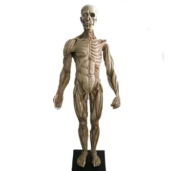 45cm human musculoskeletal Anatomical model sculpture medical reference 3Dmax model CG design painting by copying Arts
45cm human musculoskeletal Anatomical model sculpture medical reference 3Dmax model CG design painting by copying Arts