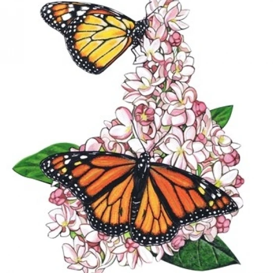 Monarch Butterfly-II Poster Print by Marilyn Barkhouse (18 x 23)