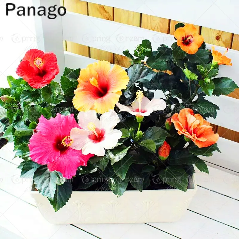 200pcs Hibiscus bonsai beautiful flower plant bonsai plants perennial indoor flowering potted plants for home garden
200pcs Hibiscus bonsai beautiful flower plant bonsai plants perennial indoor flowering potted plants for home garden