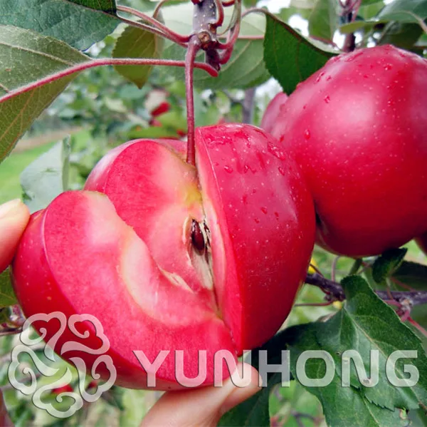 50 pcs/Pack Red Apple Fruit Love Red Meat Potted Fruits Tree bonsai Can be planted bonsai garden pot planters perennial plant
50 pcs/Pack Red Apple Fruit Love Red Meat Potted Fruits Tree bonsai Can be planted bonsai garden pot planters perennial plant