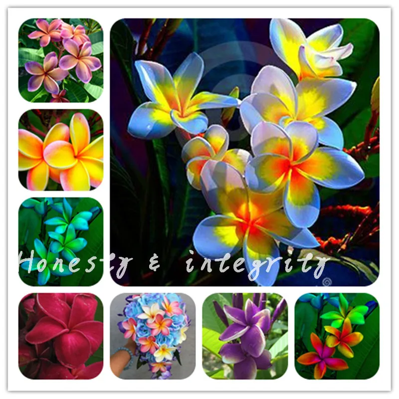 100 Pcs Colorful Plumeria Hawaiian Foam Frangipani Flower Bonsai Japanese Style Flower For Wedding Party Decoration Romance
100 Pcs Colorful Plumeria Hawaiian Foam Frangipani Flower Bonsai Japanese Style Flower For Wedding Party Decoration Romance