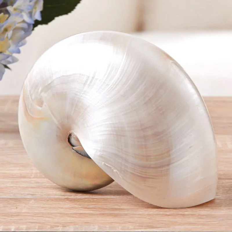 Free Shipping(1pcs/lot)Chambered Nautilus Natural Shell & Conch Home Decoration Aquarium Landscaping Shell Ornaments
Free Shipping(1pcs/lot)Chambered Nautilus Natural Shell & Conch Home Decoration Aquarium Landscaping Shell Ornaments