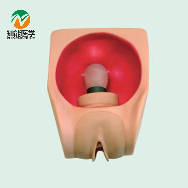 BIX-F9B Medical Skill Gynecology Practice Simulator Female Contraception Training Model G170
BIX-F9B Medical Skill Gynecology Practice Simulator Female Contraception Training Model G170