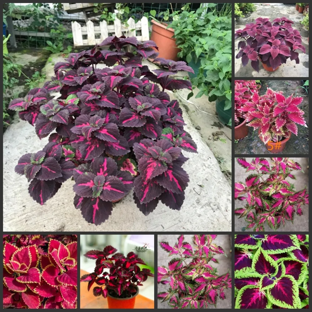 Free Shipping 50pcs Fresh Real Plectranthus scutellarioides Leaf Plant semillas Sementes 1-25
Free Shipping 50pcs Fresh Real Plectranthus scutellarioides Leaf Plant semillas Sementes 1-25
