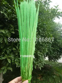 Free Shipping 20pcs/lot ringneck pheasant tail feather 50-55cm 20-22"off lime green dyed pheasant feather tail wedding decor
Free Shipping 20pcs/lot ringneck pheasant tail feather 50-55cm 20-22"off lime green dyed pheasant feather tail wedding decor