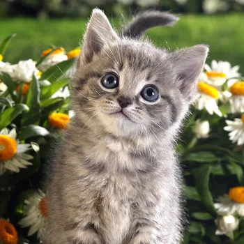 DIY 3D Diamond Painting Tabby Kitten and Daisy Flowers Mosaic Pattern Rhinestones Crystal Handmade Diamond Embroidery Cat
DIY 3D Diamond Painting Tabby Kitten and Daisy Flowers Mosaic Pattern Rhinestones Crystal Handmade Diamond Embroidery Cat