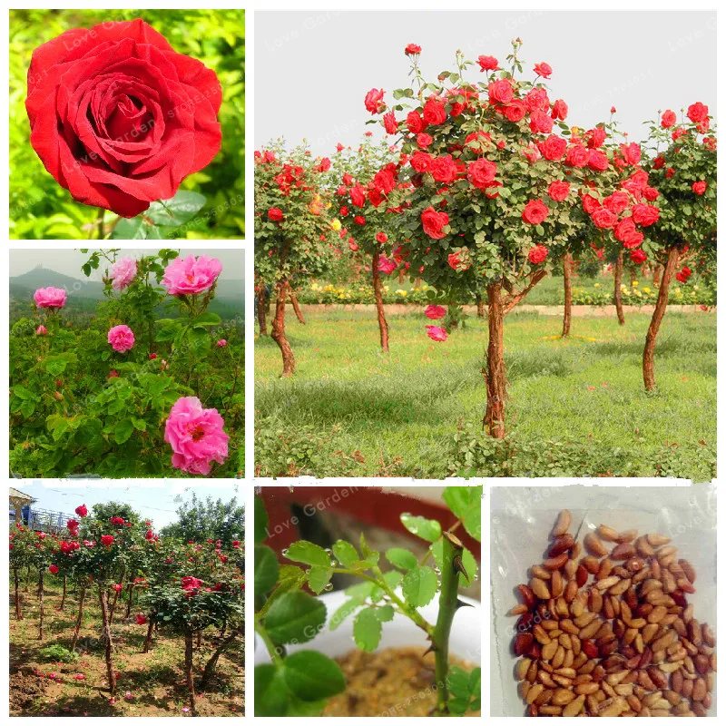 Hot Sell 50 Pcs Rare Rose Tree Bonsai Chinese Lovely DIY Home Garden Potted Beautiful Balcony Yard Flower Plant Easy To Grow
Hot Sell 50 Pcs Rare Rose Tree Bonsai Chinese Lovely DIY Home Garden Potted Beautiful Balcony Yard Flower Plant Easy To Grow