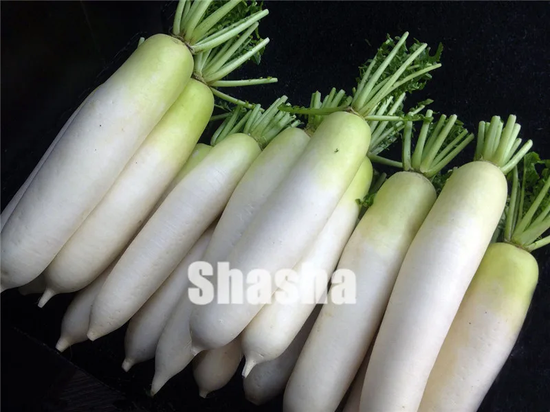 200 PCS White Radish plants Vegetable Juicy And Nutritious Early Spring Radish plants for Garden Perennial Non-GMO Plant Pot
200 PCS White Radish plants Vegetable Juicy And Nutritious Early Spring Radish plants for Garden Perennial Non-GMO Plant Pot