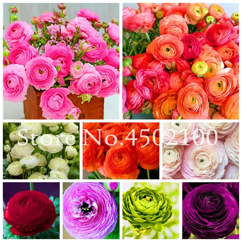 Hot 100 Pcs / lot Ranunculus Asiaticus Flower Bonsai, Mixed Home & Garden Diy Plants Persian Buttercup Plant Flower Bulbs
Hot 100 Pcs / lot Ranunculus Asiaticus Flower Bonsai, Mixed Home & Garden Diy Plants Persian Buttercup Plant Flower Bulbs