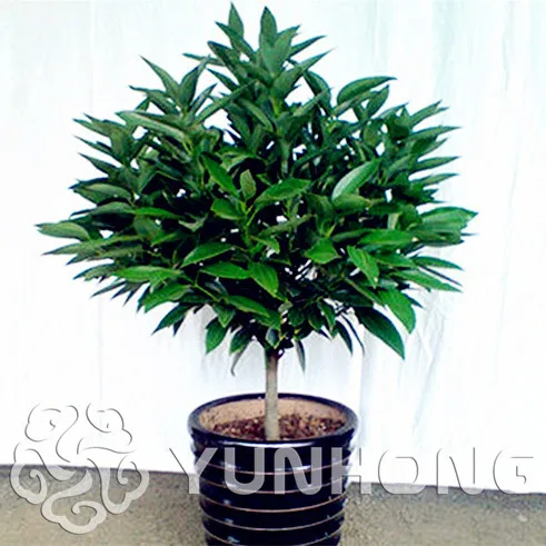 10 PCS Bonsai Cinnamomum Kotoense Bonsai,clean the air foliage plants Cinnamomum Kotoense For the garden of the house DIY
10 PCS Bonsai Cinnamomum Kotoense Bonsai,clean the air foliage plants Cinnamomum Kotoense For the garden of the house DIY