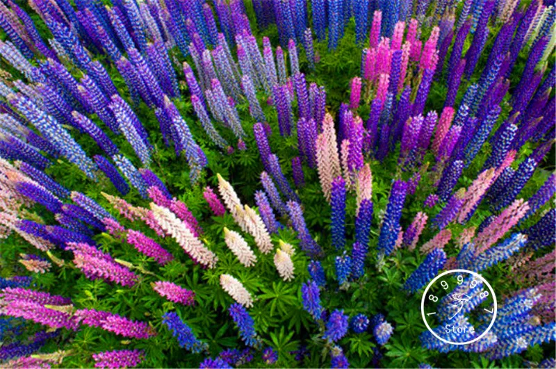 100 PCS New 2018!Flower flores Lupine plantas Beautiful garden Bonsai balcony flower Home Plant plante
100 PCS New 2018!Flower flores Lupine plantas Beautiful garden Bonsai balcony flower Home Plant plante