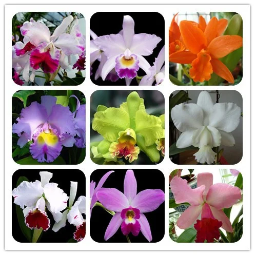 Cattleya Hybrida Flower 10PCS Famous Flowers Orchids Bonsai Potted Office Plant Beautiful Flowers ping
Cattleya Hybrida Flower 10PCS Famous Flowers Orchids Bonsai Potted Office Plant Beautiful Flowers ping